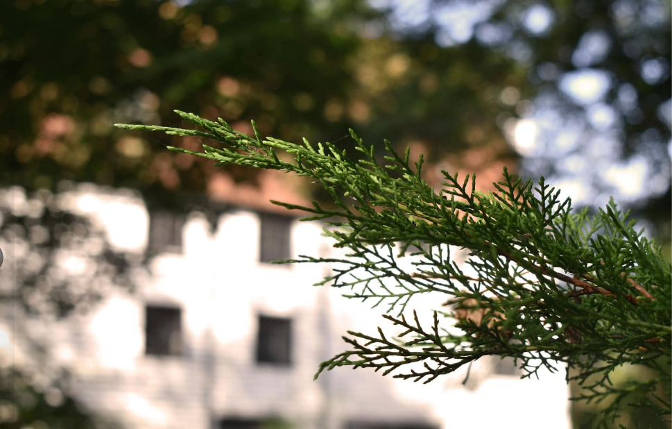 Croxtons Mill seen through surrounding greenery